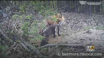 Bill Would Ban Wildlife Killing Contests In Maryland - CBS Baltimore