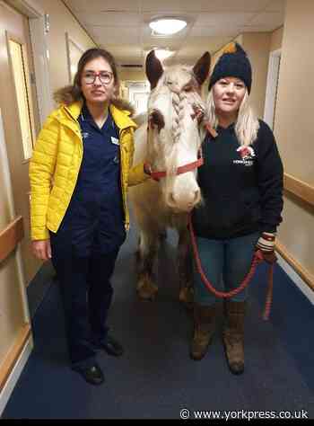 Smithy the horse pays visit to Thistle Hill care home