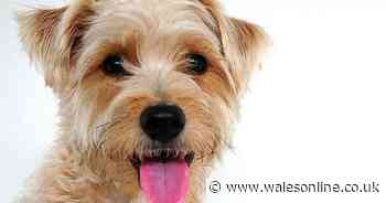 Collar that translates your dog's barks into swear words has gone viral