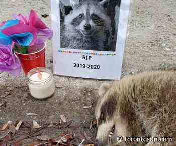 #deadraccoonTO makes a comeback in Toronto - Toronto Sun