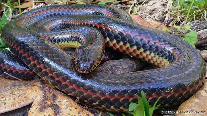 A Rare Rainbow Snake Was Spotted In A Florida Forest For The First Time In 50 Years