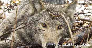 Summer of Voyageur National Park wolf research reveals a berry surprise