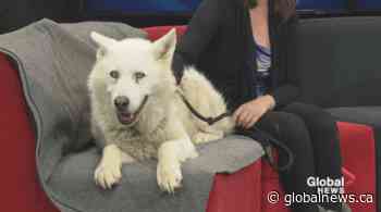 SCARS adoptable pets: Saturday, Feb. 22