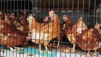 précédent Trois cent cinquante poules à adopter, dimanche, à Arras, Saint-Pol et Bapaume - La Voix du Nord