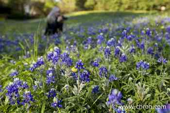 Blue Beauties: Bluebonnets are starting to pop up across Texas
