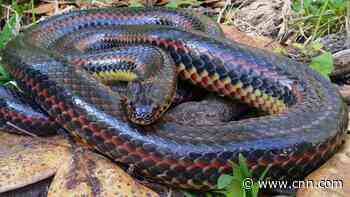 A rare rainbow snake was spotted in a Florida forest for the first time in 50 years. Don't worry, it's harmless
