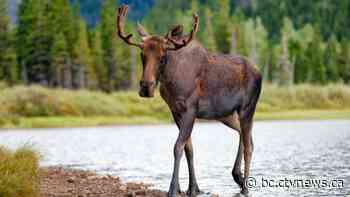 Young moose illegally shot near Merritt, conservation officers say - CTV News