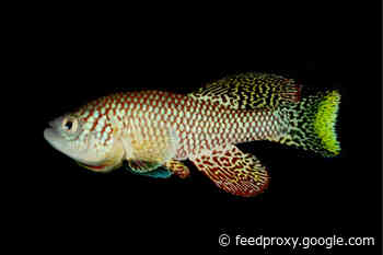 African Killfish Can Put Aging on Pause. Do They Hold the Secrets of Longevity?