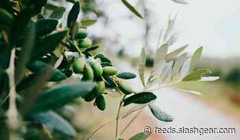 Study finds fasting is key to triggering olive oil’s health benefits