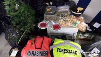 Caso 'Erba di Grace' in Trentino, disoccupato crea mega coltivazione di cannabis: condannato - Trento Today