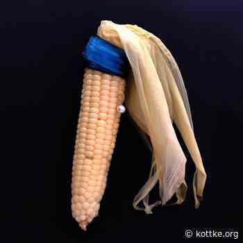 Corn with a Pearl Earring