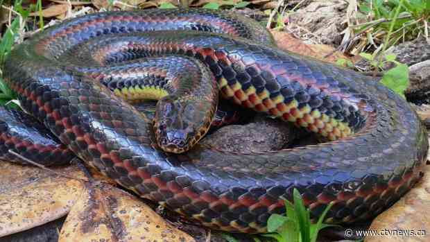 Rare rainbow snake spotted in Florida for the first time in 50 years