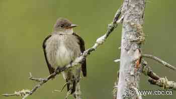 How listening to birdsong may help scientists conserve at-risk species