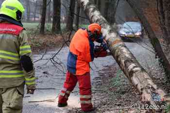 Scheefstaande boom omgezaagd door brandweer Lunteren