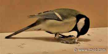 Birds learn from other birds on TV to make better food decisions     - CNET