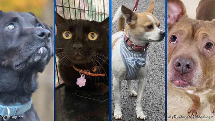 Furry Tails: Capone, Raven, Bandito & Scooby Are Waiting For Forever Homes