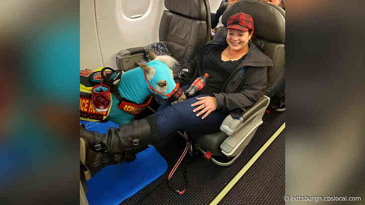 A Miniature Service Horse Flew On A Plane After Months Of Training, It’s First Flight Could Be Its Last