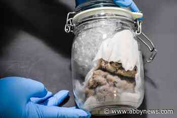 ‘Nothing surprises us anymore:’ U.S. border officials find brain in package - Abbotsford News