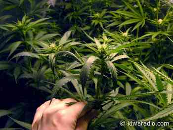 Governor Indicates Her Preference On Medical Marijuana Bills - KIWARadio.com