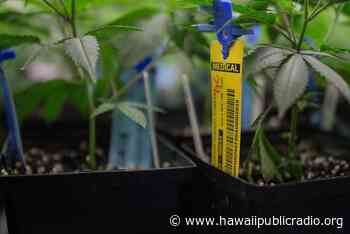Hawaii Bill Would Protect Workers Allowed To Use Medical Pot - Hawaiipublicradio