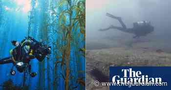 The dead sea: Tasmania's underwater forests disappearing in our lifetime
