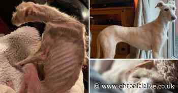 See the miraculous transformation of Tiggy who was left for dead in a Northumberland field