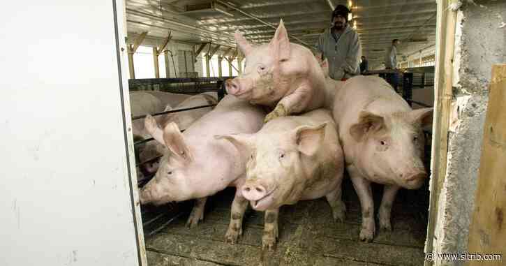 Amid hog farm controversies, petition drive and lawsuit, Utah legislator abandons bill to preempt county restrictions