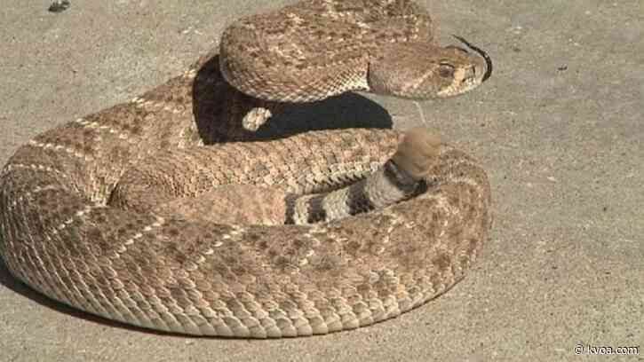 How to react if you come across a rattlesnake while hiking in Arizona