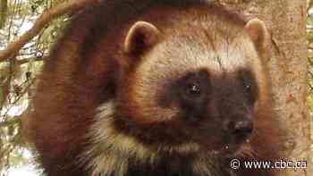 Researchers find new parasite species in northern wolverines