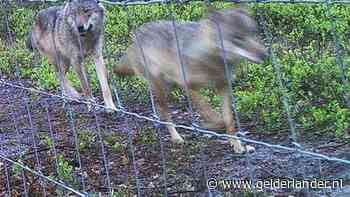 Vijf dode schapen in een dag: heeft de Veluwse wolvin weer toegeslagen?