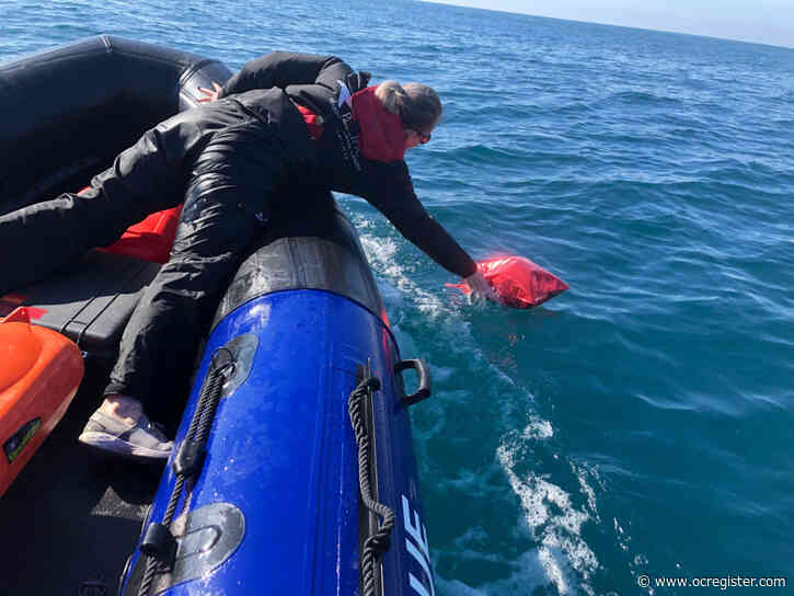 Trashed Valentine’s Day balloons show no love for the ocean or its wildlife