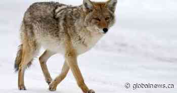 Pack of coyotes puts Winnipeg school in a hold and secure