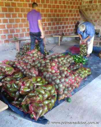 Agricultores vendieron 900 kilos de palta a Buenos Aires - Primera Edicion