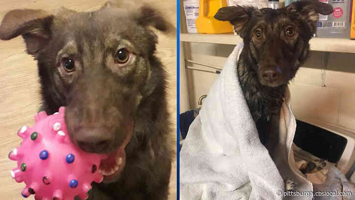 Furry Tails: Tossed Out Like Trash, Armenian Pup Finds New Hope In Pittsburgh