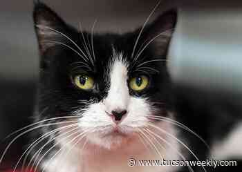 Adoptable Pets: Maurine Needs a Home