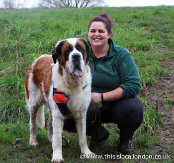 Harefield's heaviest hound seeks roomy new home