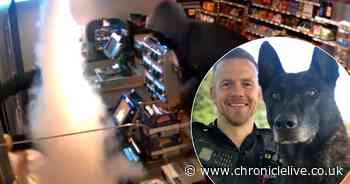 'Career criminal' snared after police dog sniffs out vital evidence