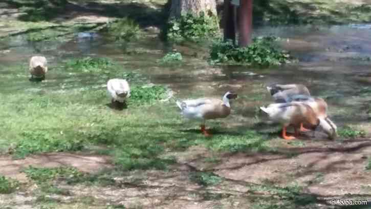 Duck euthanized after paralyzed by pellet gun at Fort Lowell Park