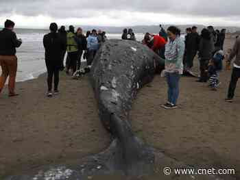 Solar storms can mess with whales' ability to navigate, cause strandings     - CNET