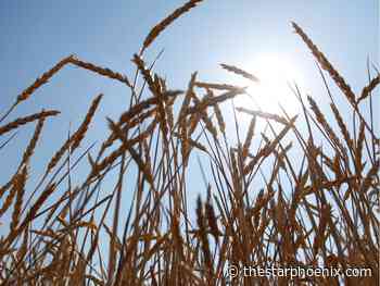 Say It Ain't So: Place and year of first Sask. wheat crop in dispute