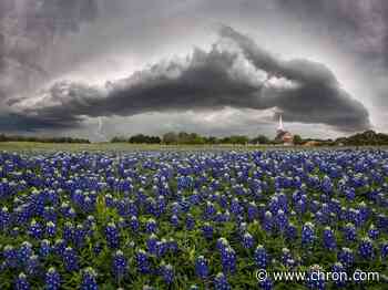 Wildflower forecast says Texas on track for a “hit and miss” season