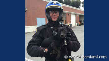 California Highway Patrol Officer Rescues Wayward Chihuahua After Chasing It Across Bay Bridge
