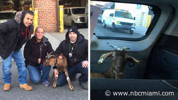 Cops Pay $40 to Rescue Goat That Escaped Slaughterhouse: NYPD