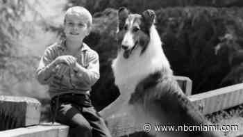 Real Life ‘Lassie’ Helps Save Canine Friend