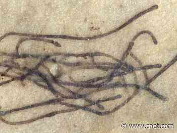 Million-year-old seaweed fossils may be ancestors to modern land plants     - CNET