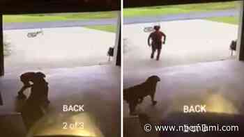 WATCH: Young Trespasser Caught Hugging Neighbor’s Dog