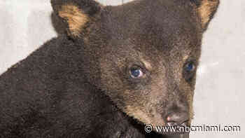 Bear Cub Injured in Brush Fire Recovering at Tampa Zoo