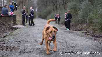 ‘Lazy’ Dog Joins Half Marathon, Finishes 7th