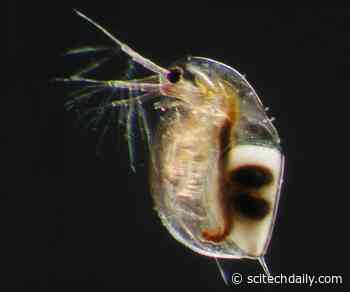 Dormancy Paradox: Why Sleep When You Can Eat?