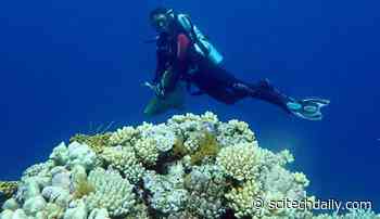 “Treasure Trove” of New Coral Species Discovered Along the Great Barrier Reef